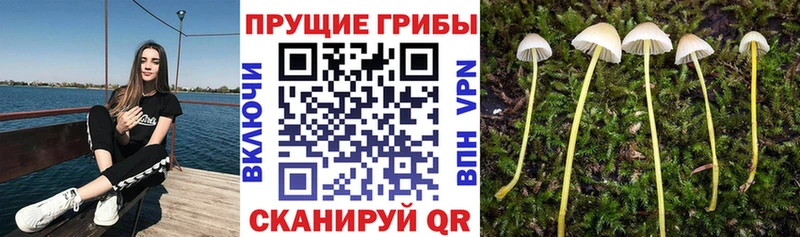 Купить  Ужур  Псилоцибиновые грибы прущие грибы 